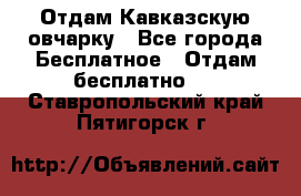 Отдам Кавказскую овчарку - Все города Бесплатное » Отдам бесплатно   . Ставропольский край,Пятигорск г.